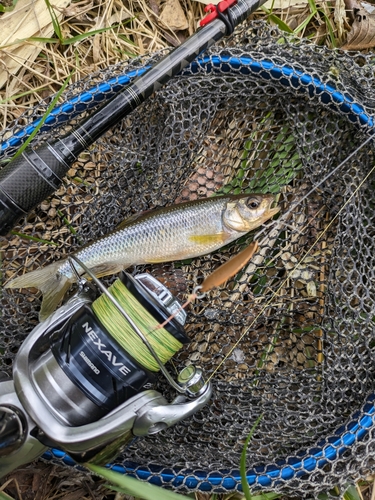 カワムツの釣果