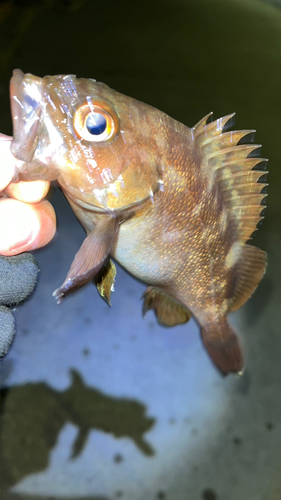 エゾメバルの釣果