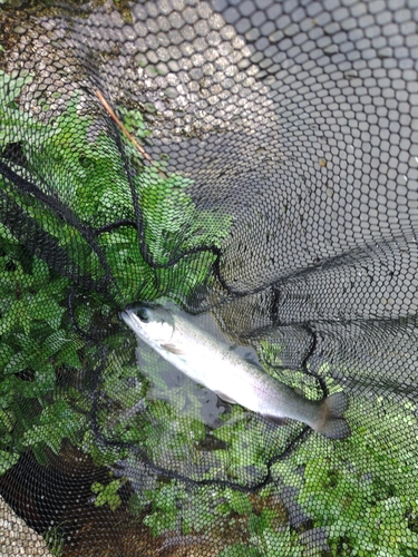 ホウライマスの釣果