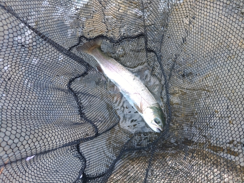 ホウライマスの釣果