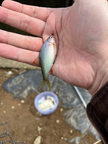 ヤリタナゴの釣果