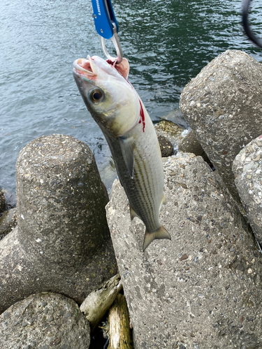 戸井漁港で釣れたカワハギの釣り・釣果情報 - アングラーズ