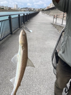 エソの釣果