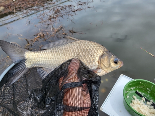 ヘラブナの釣果