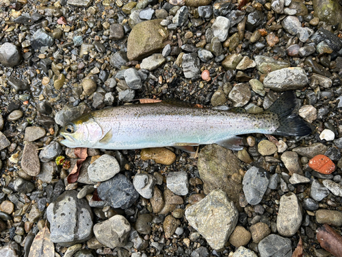 ニジマスの釣果