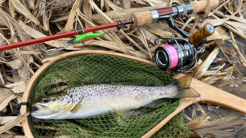 ブラウントラウトの釣果