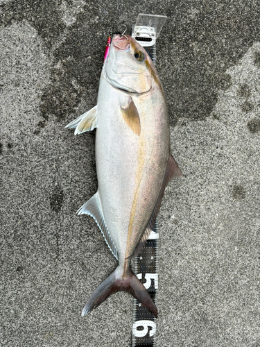 カンパチの釣果