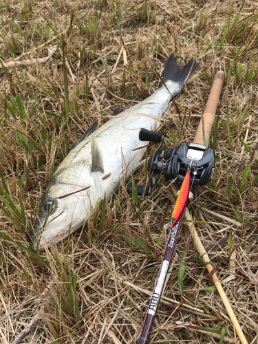 スズキの釣果