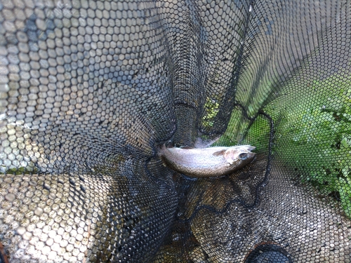 ニジマスの釣果