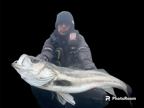 スズキの釣果