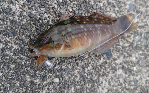 ホシササノハベラの釣果