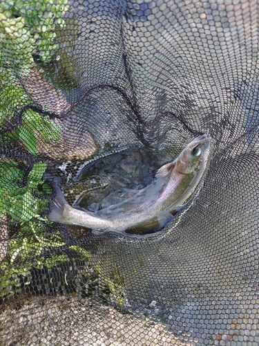 ホウライマスの釣果