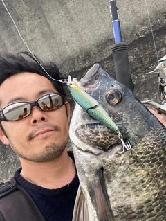 チヌの釣果