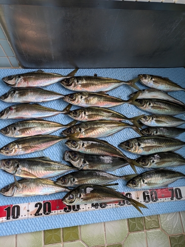 アジの釣果