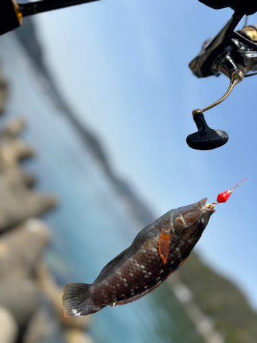 ホシササノハベラの釣果