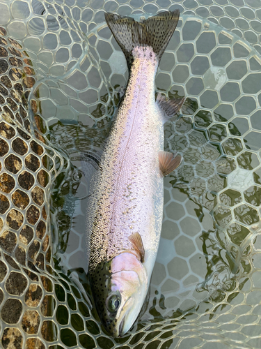 ニジマスの釣果