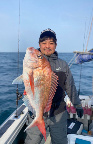 マダイの釣果