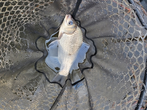 ヘラブナの釣果