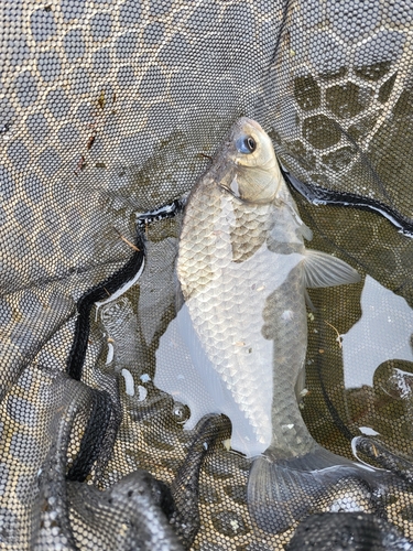 マブナの釣果