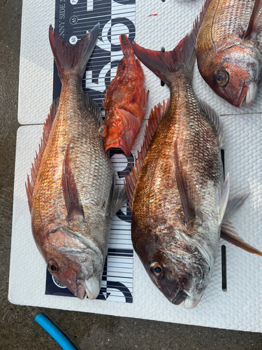 マダイの釣果