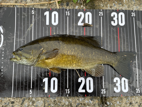 スモールマウスバスの釣果