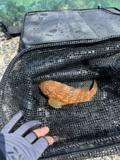 アコウの釣果