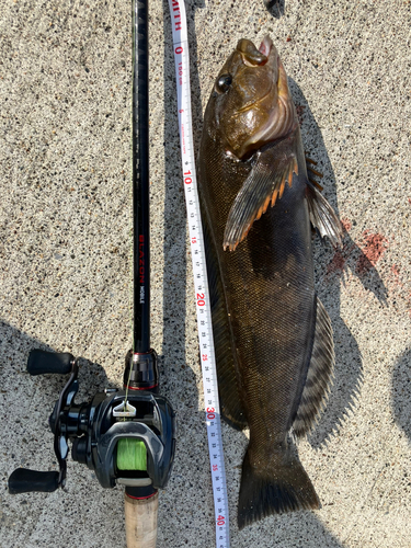 アイナメの釣果