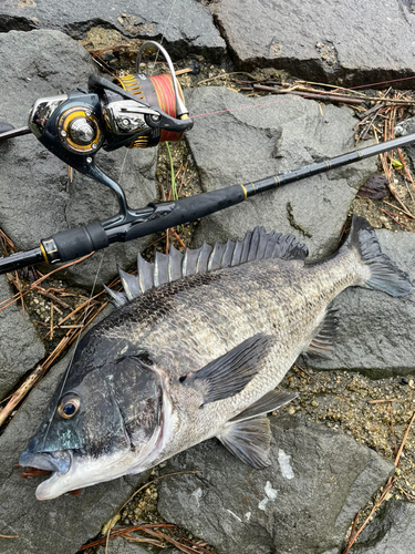 チヌの釣果