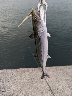 サゴシの釣果