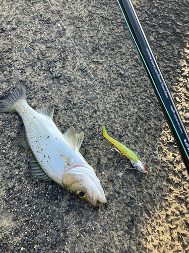 セイゴ（マルスズキ）の釣果