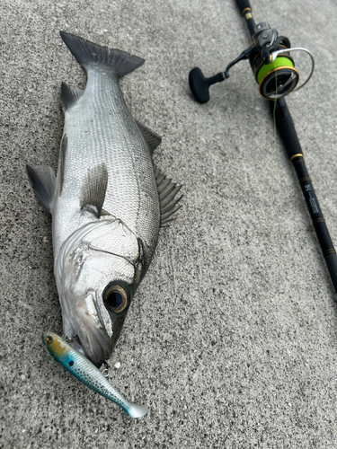 ヒラスズキの釣果