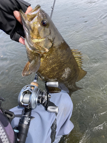 スモールマウスバスの釣果