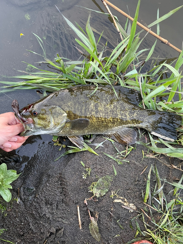 スモールマウスバスの釣果