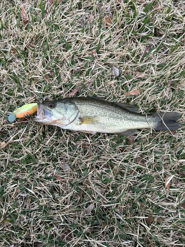 ラージマウスバスの釣果