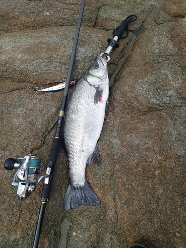 ヒラスズキの釣果