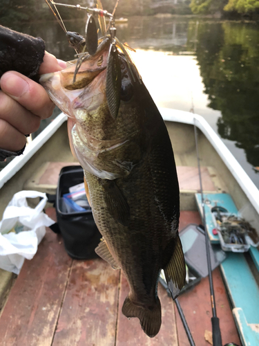 ブラックバスの釣果