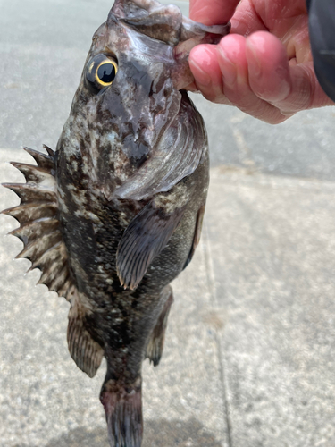 クロソイの釣果