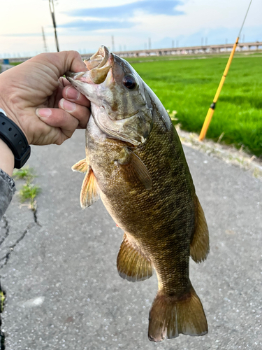 スモールマウスバスの釣果