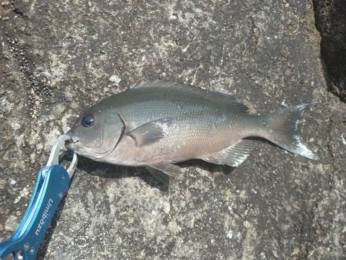 メジナの釣果