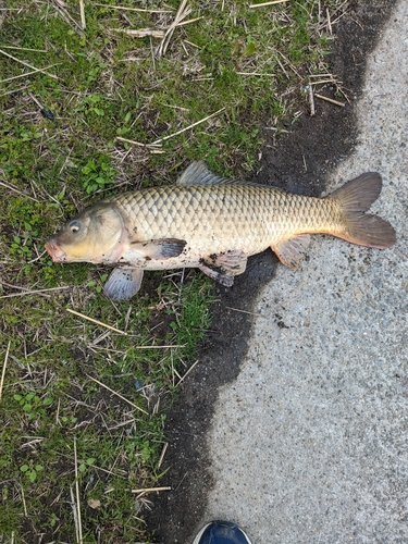 コイの釣果