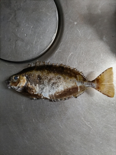 アイゴの釣果