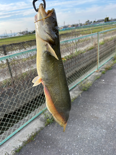 ナマズの釣果