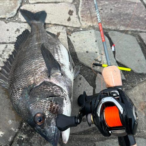 チヌの釣果