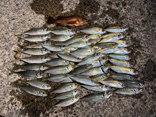 アジの釣果