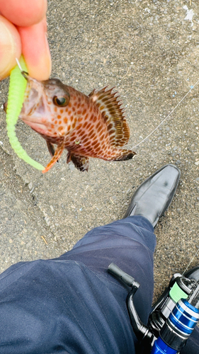 オオモンハタの釣果