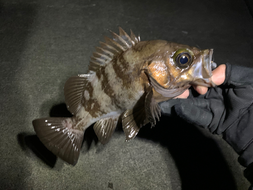 メバルの釣果