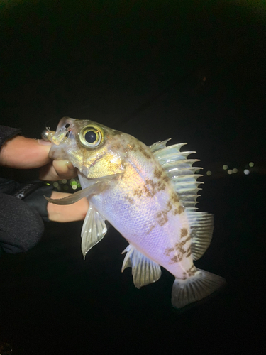 メバルの釣果