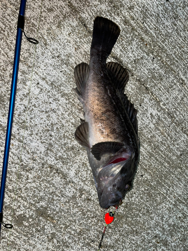 クロソイの釣果