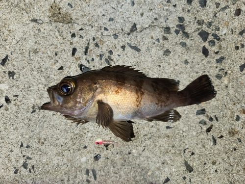 メバルの釣果