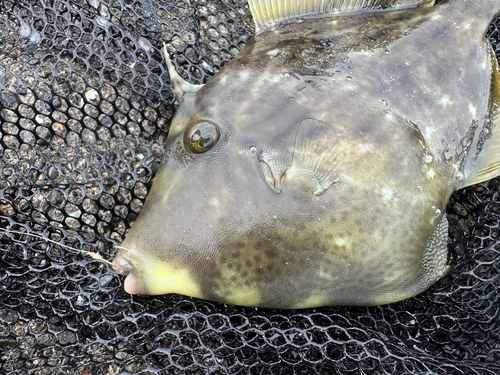 カワハギの釣果